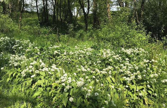 Wonderful 4 Bedroom Cottage Sleeps 8 - Foto 34