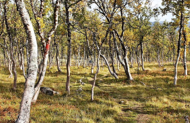 6 Person Holiday Home in Rennebu-by Traum - Foto 39