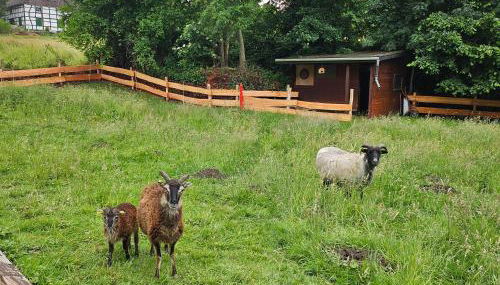 Souterrainwohnung im Grünen - Foto 3