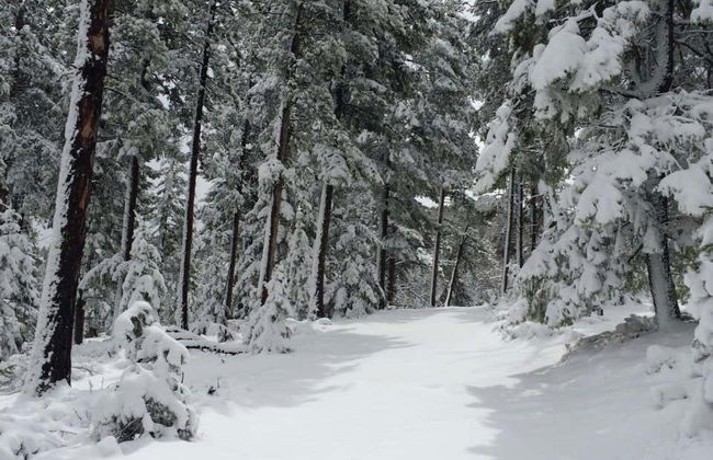 Rocky Mountains Snowshoe Tour - Photo 5