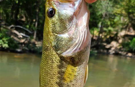 Copper on Ross - Modern and Remodeled - Foto 18