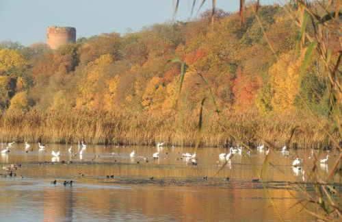 Kranichruf - Photo 18