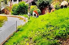 Ferienwohnung Dörnberg erleben mit Tiere bei Winterberg - Foto 1