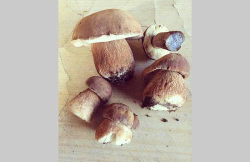 Widokówka Kaszuby - Foto 22