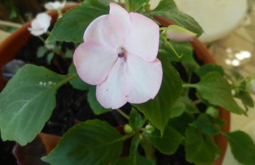 Apartments Mate Slavic - Foto 26