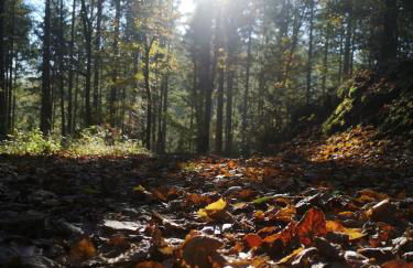 Ferienwohnung in Waldrandlage in Nationalpark Schleiden / Eifel - Foto 67