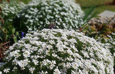 apartma Jelka - Foto 22