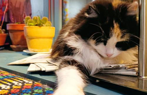 Location maison de vacances Sancerre - Foto 30