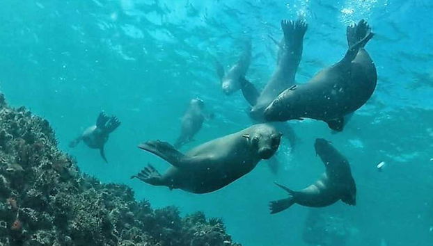 I leoni marini di Plettenberg Bay