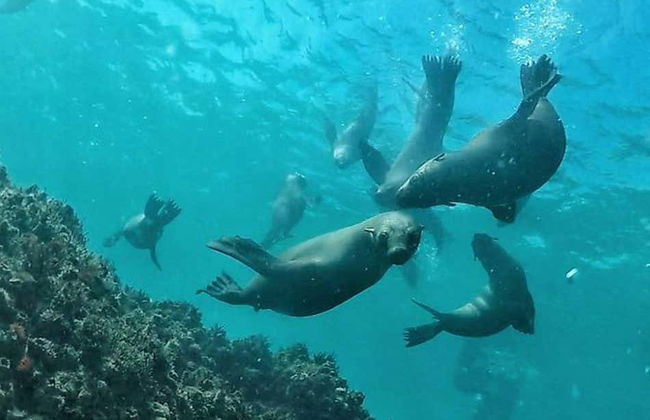 Avvistamento di leoni marini a Plettenberg Bay - Foto 4