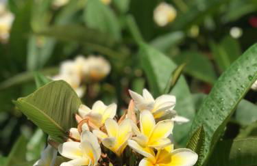 Finca Meerlust - Las Ballenas - Foto 65