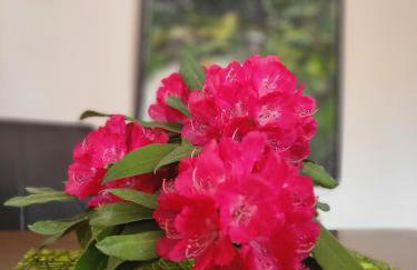 Mid of Nature ' Bella Vista Lago Maggiore charmant mit traumhaften Seeblick, Terrasse und großen Garten - Foto 50