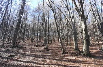 Casa tra i boschi - Foto 30