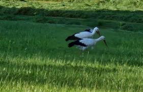 FeWo Familie Thoma - Foto 59