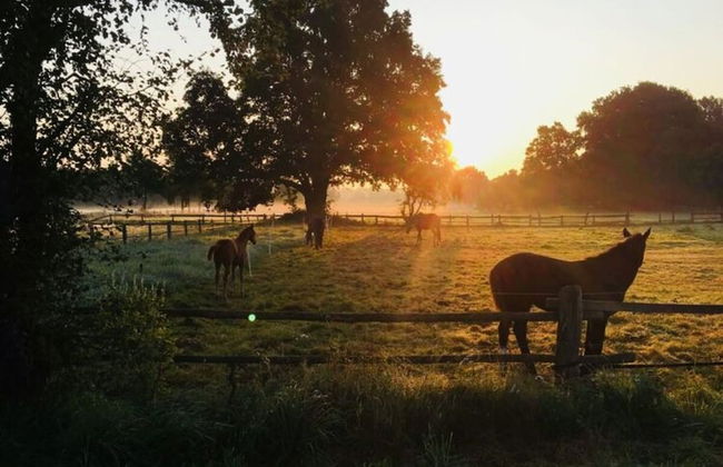 Apartment in Neustadt am Rubenberge - Photo 12