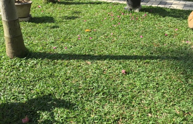 Peacock Villa - Photo 28