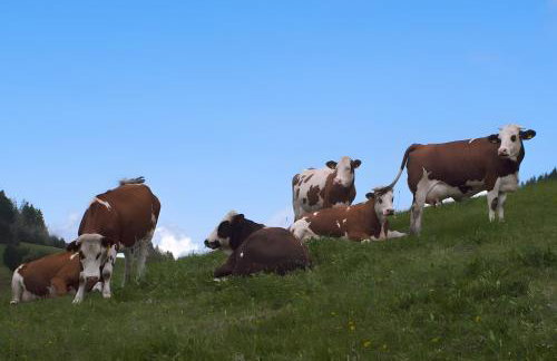 Altvogtshof - Photo 6