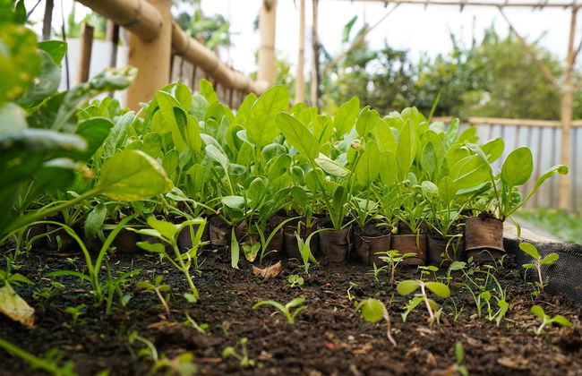 OYO Homes 91006 Eco Tourism Desa Cibodas Areng 5 Syariah - Photo 29