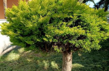 Anna Daniil Oasis Studios Skala Kallonis - Foto 44