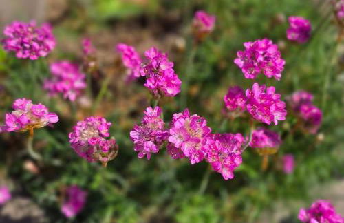 Gîte Ty Rosanès proche de la mer - Foto 66