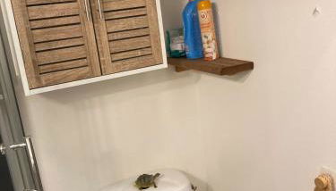 La Maison des Orchidées - Photo 5