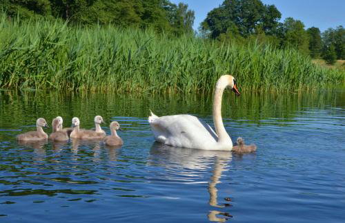 Jak Tu Ładnie - wyjątkowe miejsce z atrakcjami na rodzinny wypoczynek nad jeziorem, Mazury - Foto 49