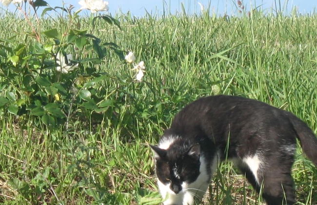 Il Balcone Sul Monferrato - Foto 45