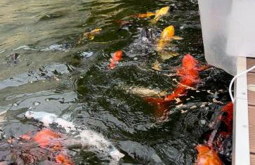 Casa do Lago Piscina aquecida Casa completa - Foto 75