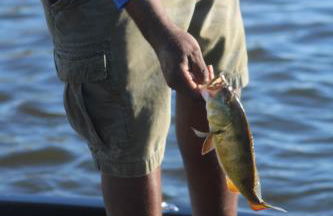 Cape Coral Wildlife Views-Heated Pool-Pet Friendly - Foto 28