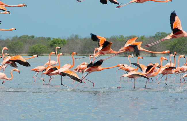 Excursión a las salinas de Manaure y el santuario de fauna y flora Los Flamencos - Foto 1