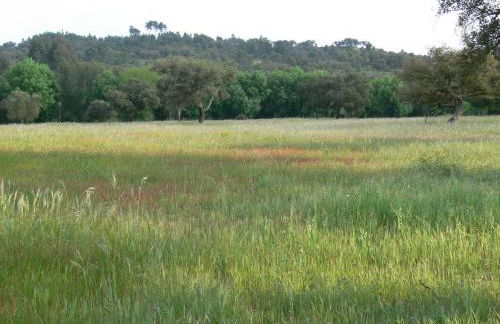 Monte Do Areeiro - Foto 13