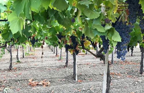 Agriturismo La Casa di Bacco - Foto 19