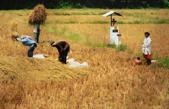 Half Day Sightseeing Tour of Old Goa - Photo 2