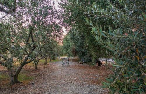 Armandiola - Foto 49