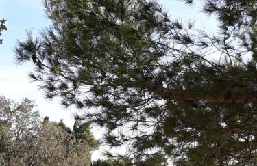 Villa Laurus - Foto 34