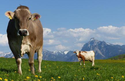 Ferienwohnung Allgäuer Landhaus Stocker in Hopferau-Füssen - Foto 18