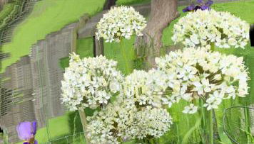 Myrtleberry Studio BnB - Foto 3, Garden