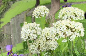 Myrtleberry Studio BnB - Foto 3