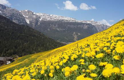 Chalet Apartments Ambria - Photo 9