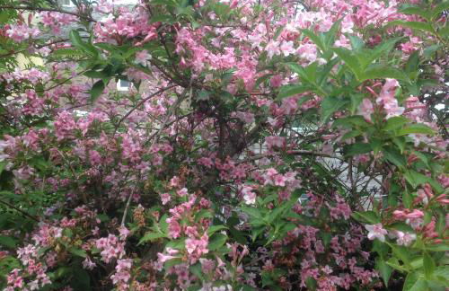 The Garden Flat - Photo 50