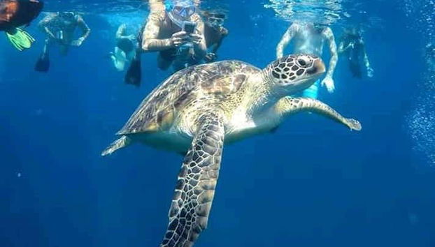 Immortalando le tartarughe