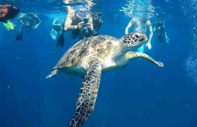 Snorkeling à Mirissa - Photo 3