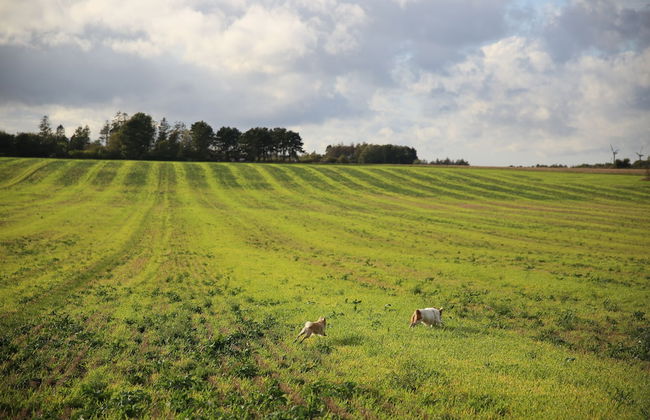 "fjordhus - on an Island Shaped as a Hart in the Middle of Isefjord - Sealand" - Foto 39