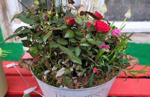 Märchenhaft urlauben auf dem Alpakahof - Foto 54