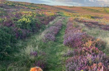 The Cabin at Shambala- now with sauna available to book! - Foto 23