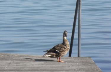 Gästehaus zum Landesteg - Foto 61
