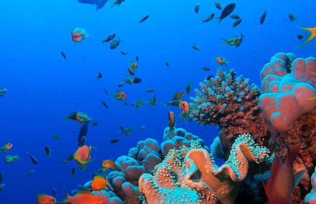 Red Sea Beginner Scuba Diving and Snorkeling - Photo 1