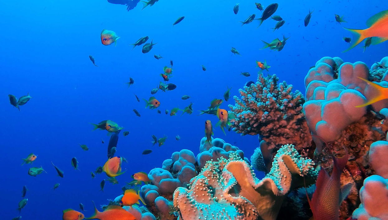 Red Sea Beginner Scuba Diving and Snorkeling