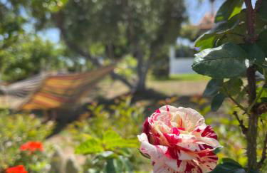 Antigone’s garden - Photo 13