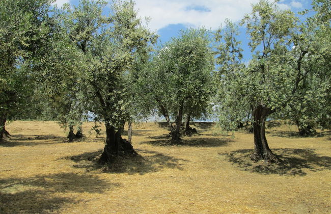 Agriturismo Il Colle - Foto 24